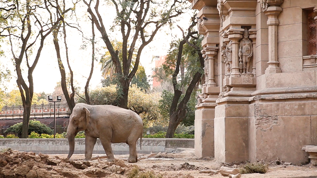 '.Mara, the Elephant's Journey.'