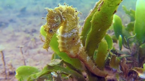 THE SEAHORSE – SYMBOL OF LIFE