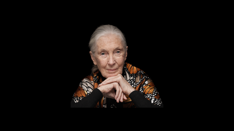 Canal Jane Goodall