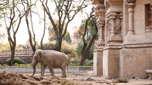 Mara, el Viaje de la Elefanta